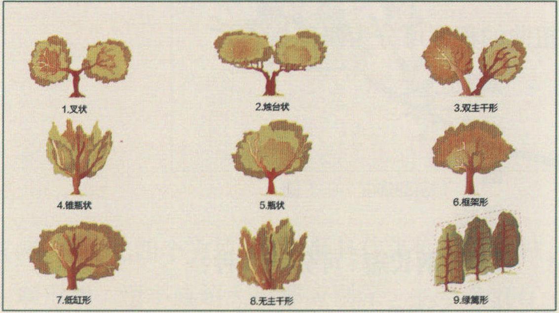 第五节 油橄榄栽培品种形态特征描述方法